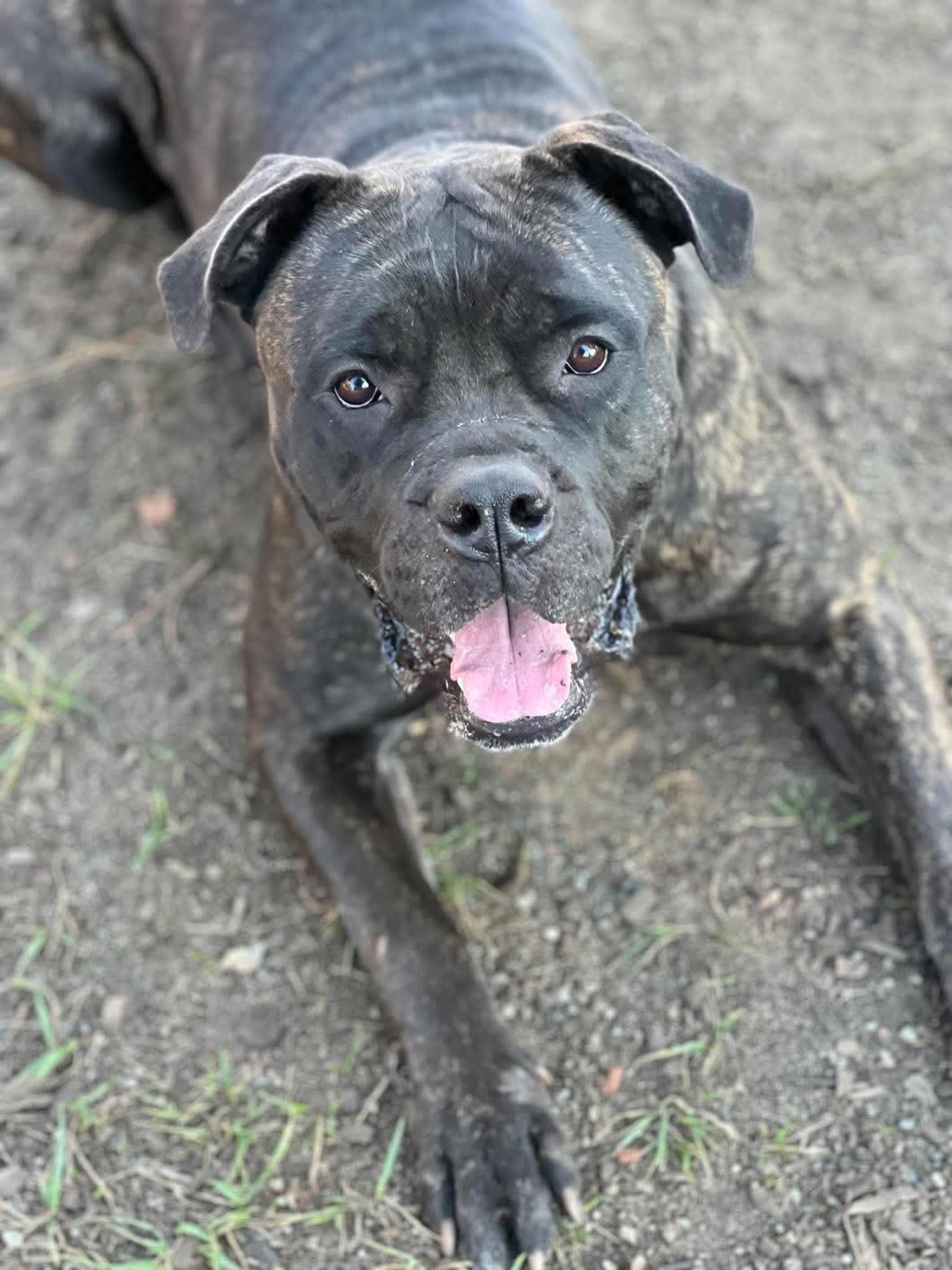 Enlarge Dolly P, a Adoptable mixed breed in Vancouver, BC image 3/4