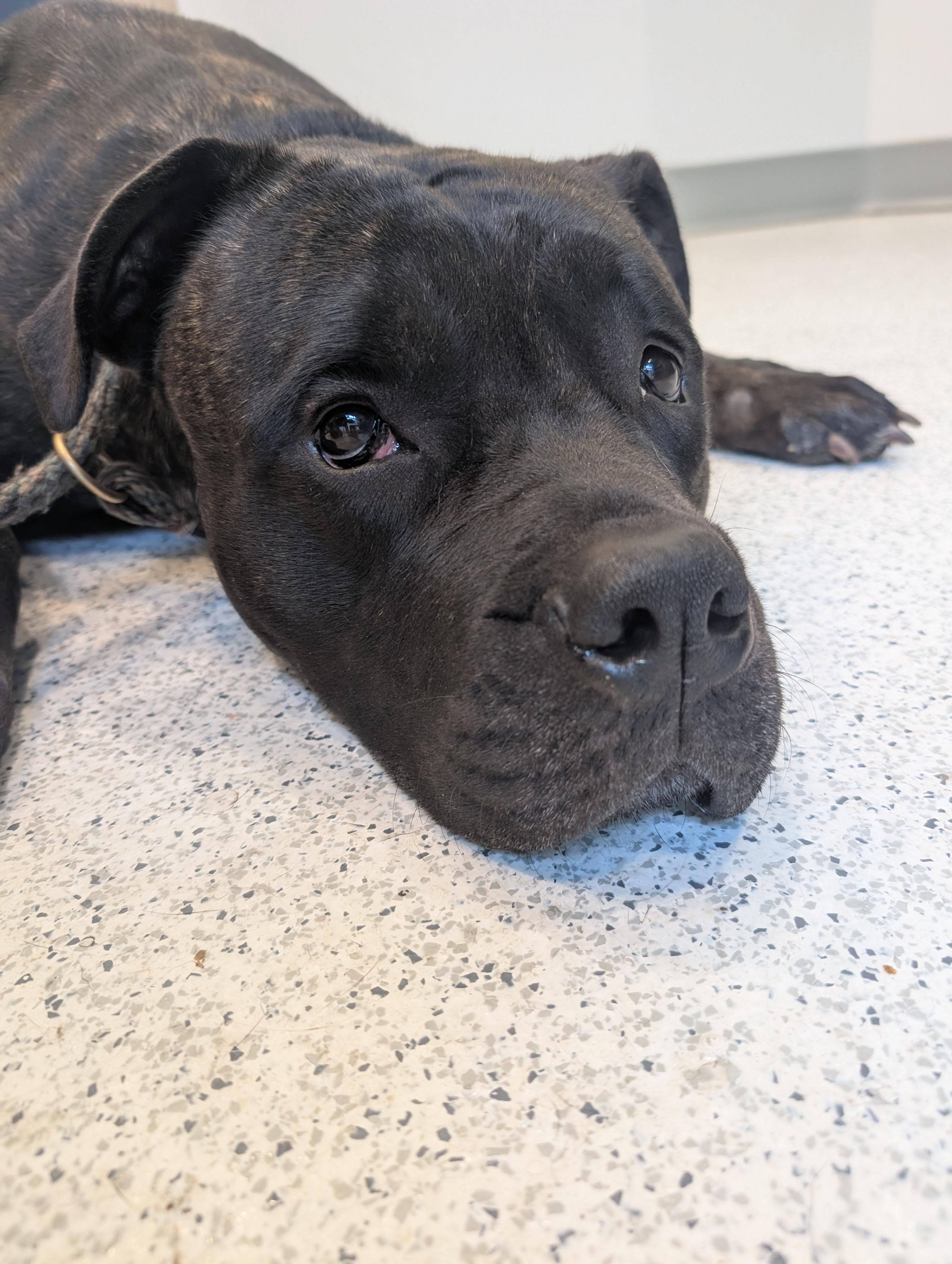 Enlarge Dolly P, a Adoptable mixed breed in Vancouver, BC image 2/4