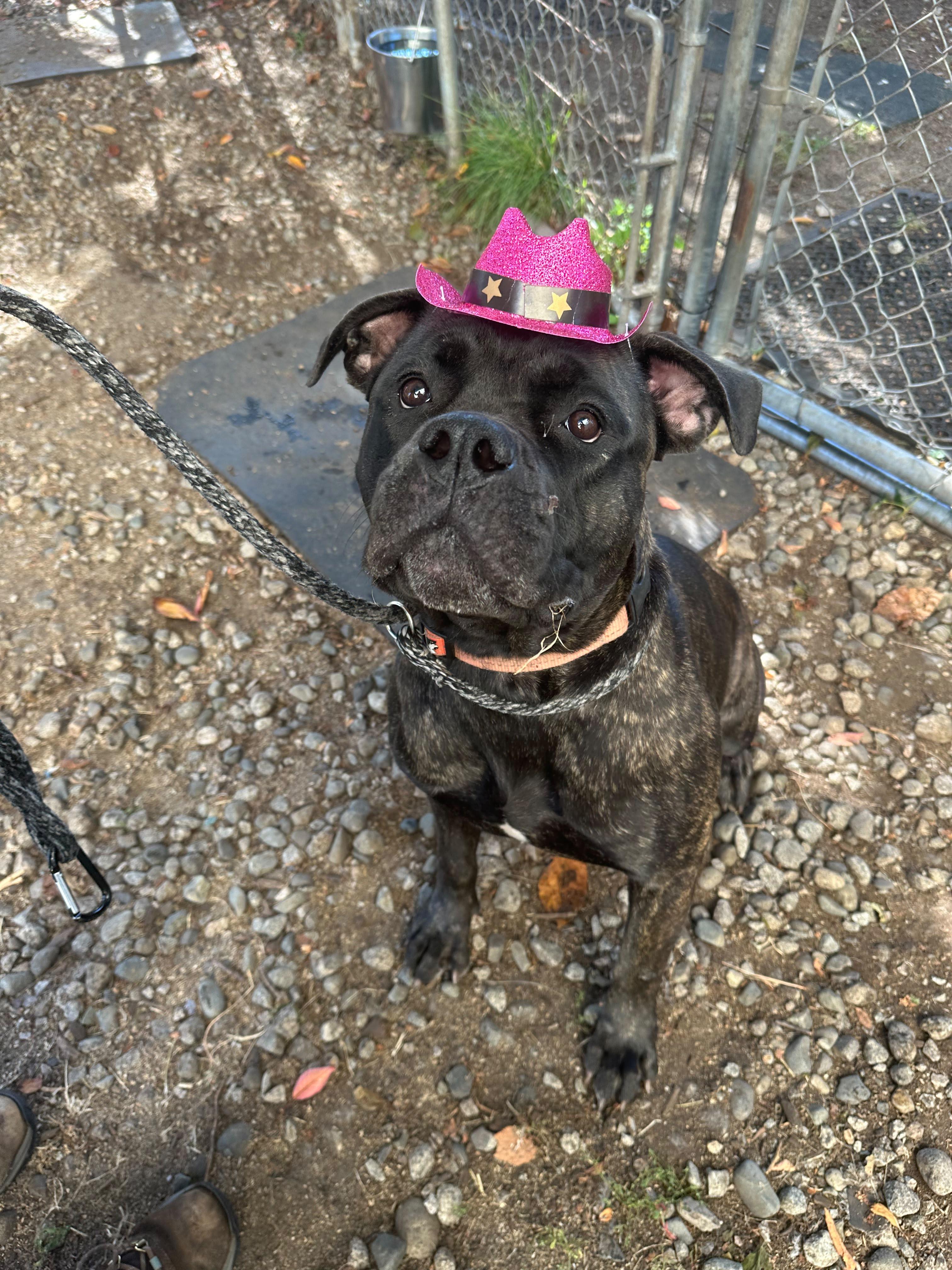 Enlarge Dolly P, a Adoptable mixed breed in Vancouver, BC image 1/4