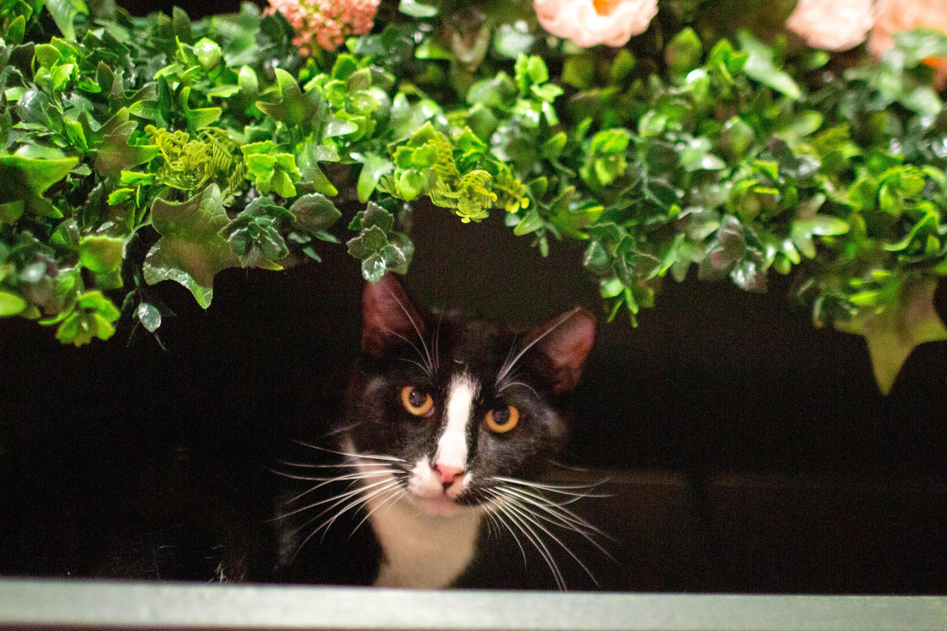 Enlarge Peter, a ADOPTABLE Domestic Short Hair in Kennebunk , ME image 1/3