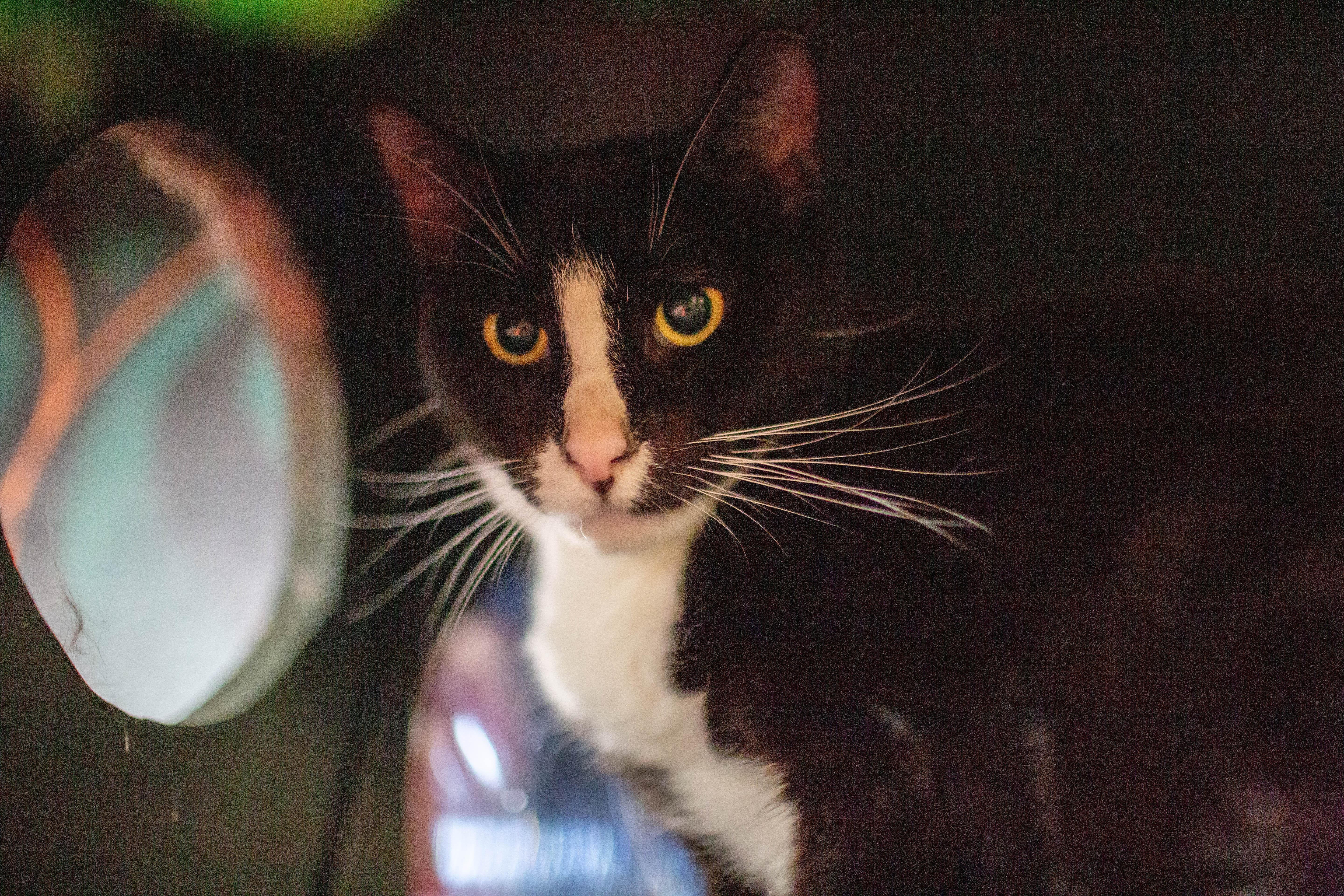 Enlarge Peter, a ADOPTABLE Domestic Short Hair in Kennebunk , ME image 2/3