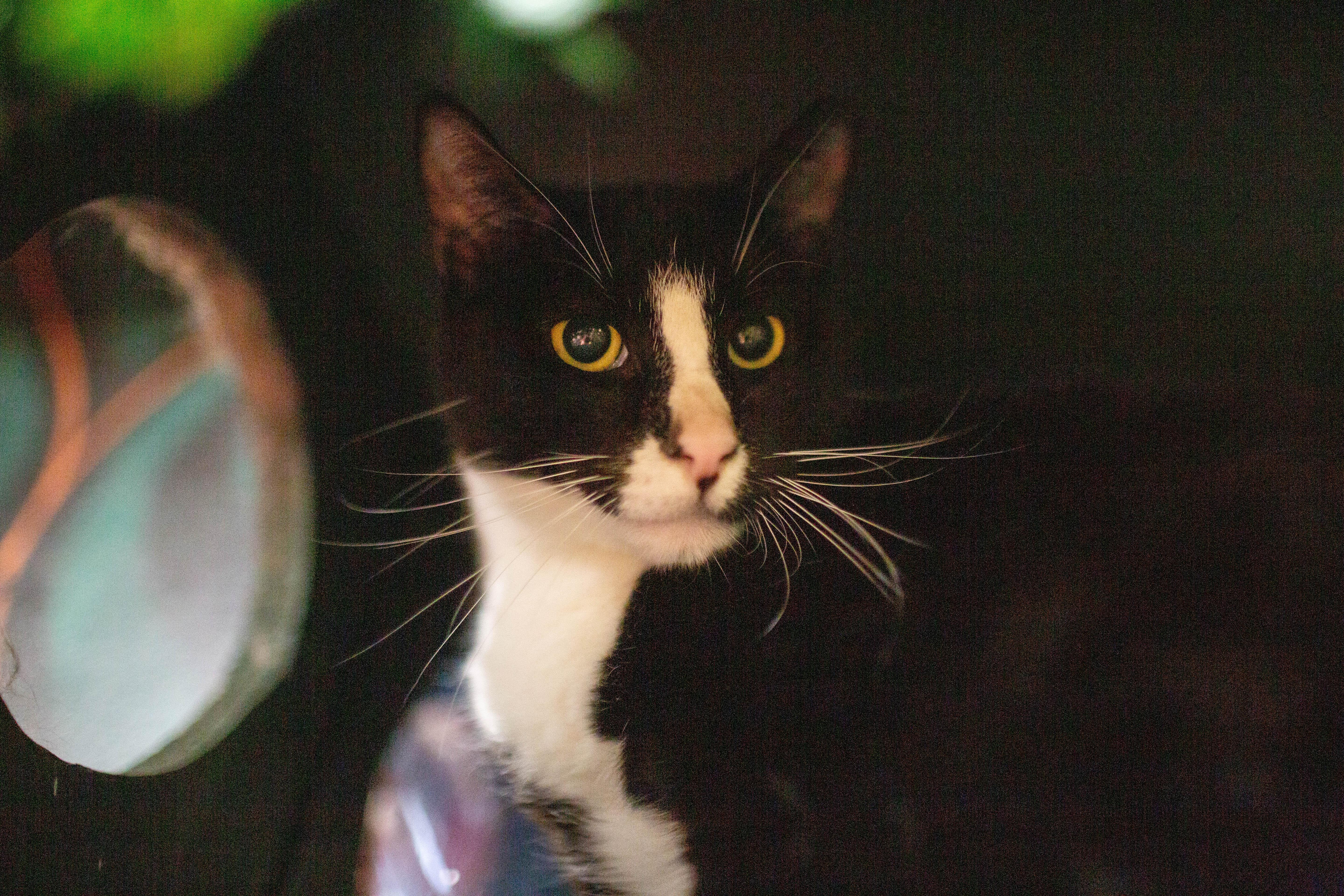 Enlarge Peter, a ADOPTABLE Domestic Short Hair in Kennebunk , ME image 3/3