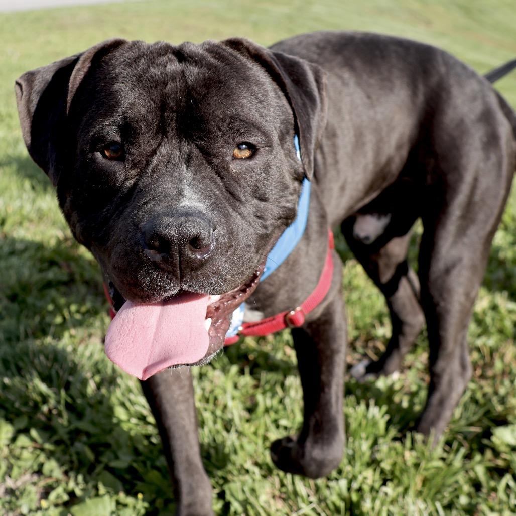 Dale P4P, a Adoptable Mixed Breed in St Joseph, MO image 1/4