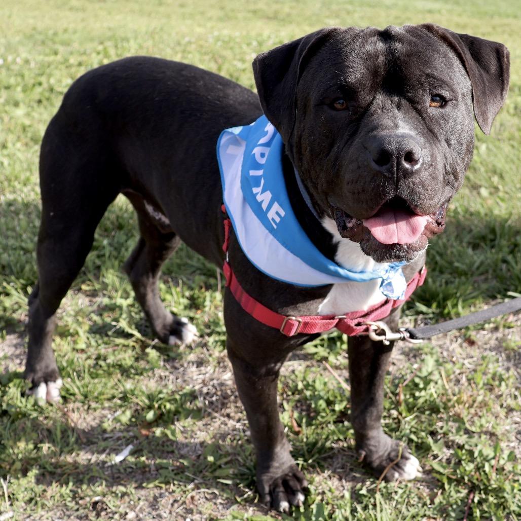 Dale P4P, a Adoptable Mixed Breed in St Joseph, MO image 2/4