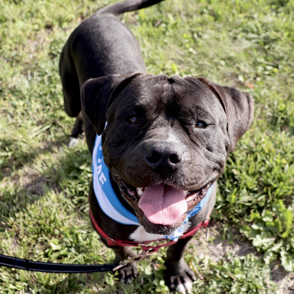 Dale P4P, a Adoptable Mixed Breed in St Joseph, MO image 3/4