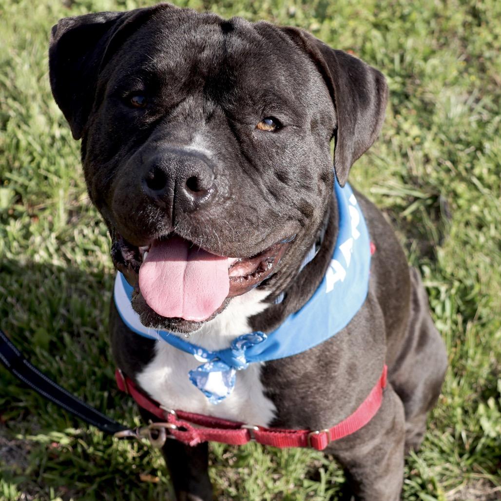 Dale P4P, a Adoptable Mixed Breed in St Joseph, MO image 4/4