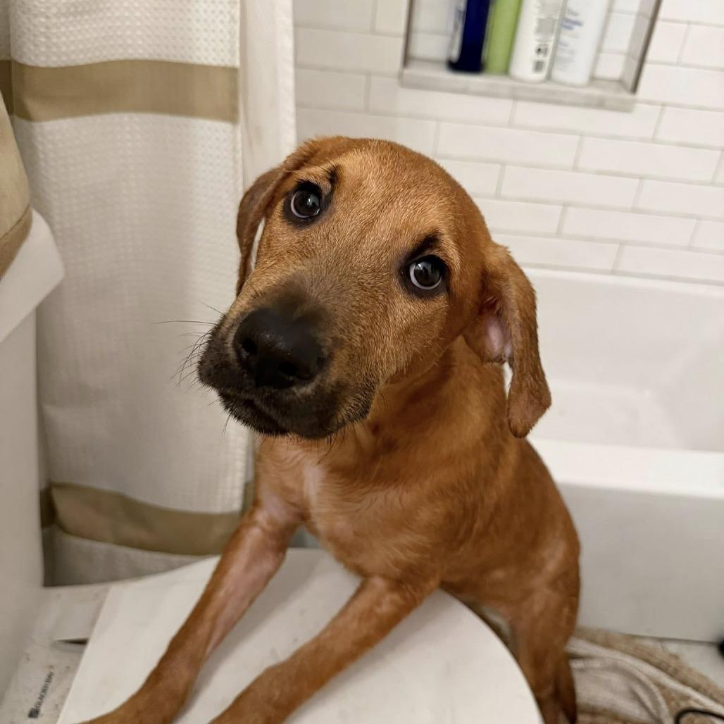 Saltine cracker, Adoptable, Puppy Male Mixed Breed.