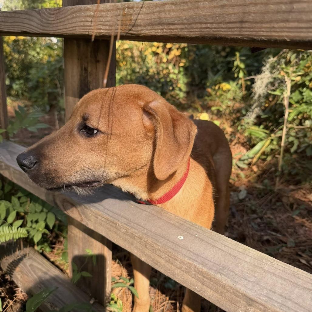 Enlarge Saltine cracker, a Adoptable Mixed Breed in Savannah, GA image 2/6