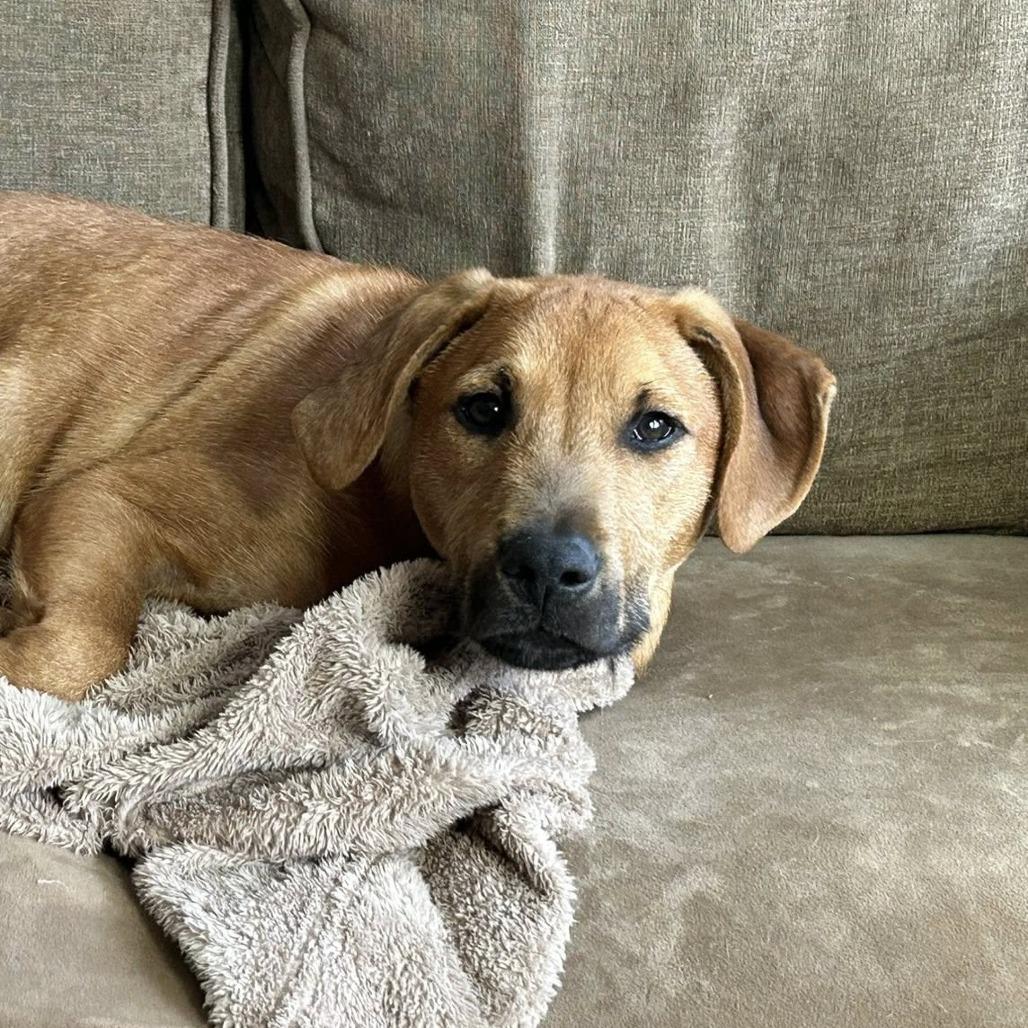 Enlarge Saltine cracker, a Adoptable Mixed Breed in Savannah, GA image 3/6