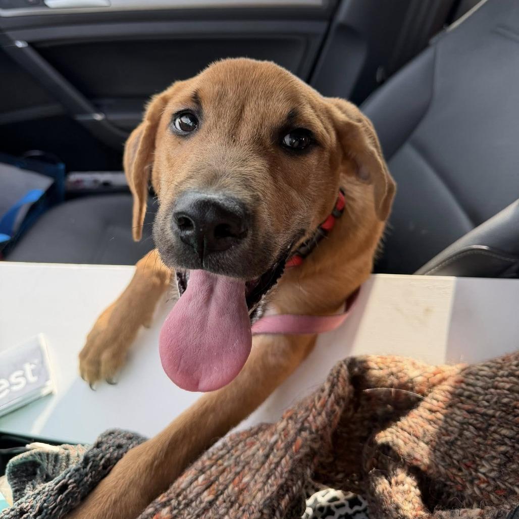 Enlarge Saltine cracker, a Adoptable Mixed Breed in Savannah, GA image 4/6