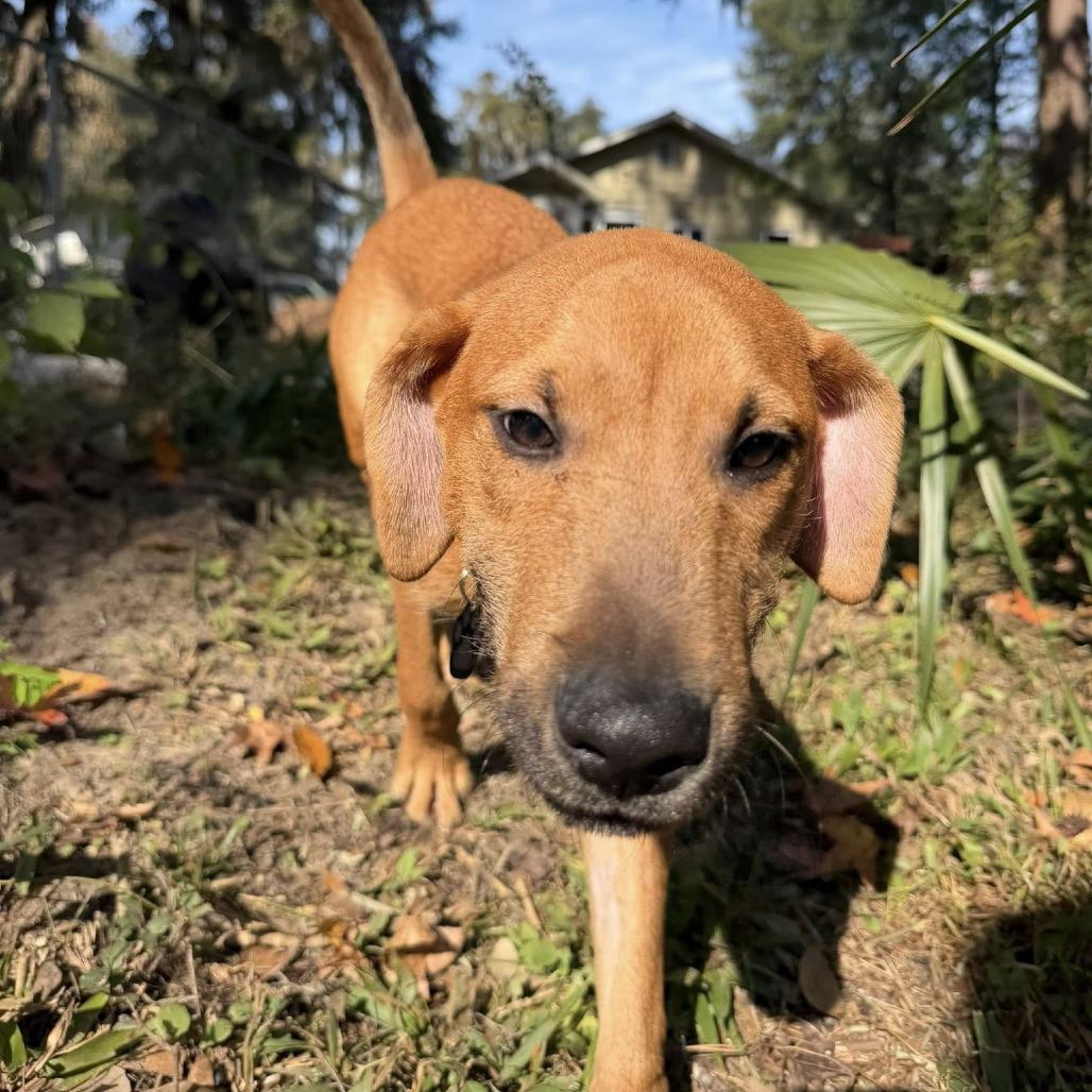 Enlarge Saltine cracker, a Adoptable Mixed Breed in Savannah, GA image 5/6