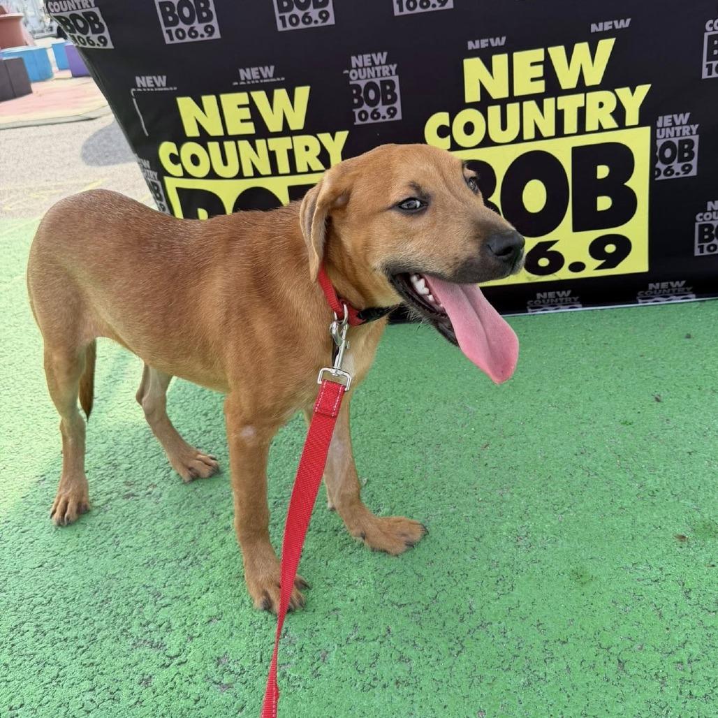 Enlarge Saltine cracker, a Adoptable Mixed Breed in Savannah, GA image 6/6