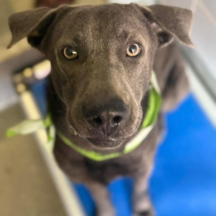Enlarge Max, a Adopted Labrador Retriever in Carver, MA image 2/3