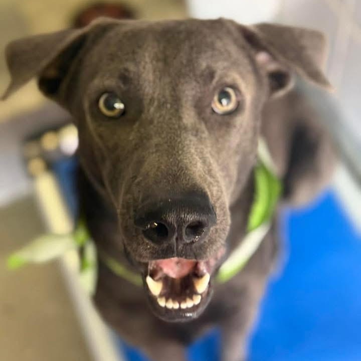 Max, Adopted, Young Male Labrador Retriever.