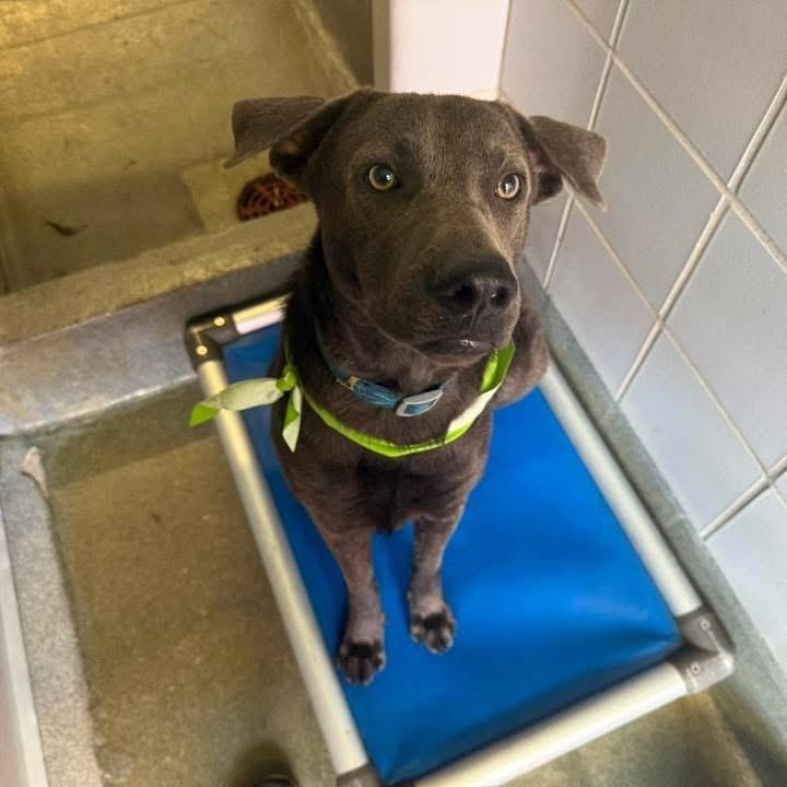 Enlarge Max, a Adopted Labrador Retriever in Carver, MA image 3/3