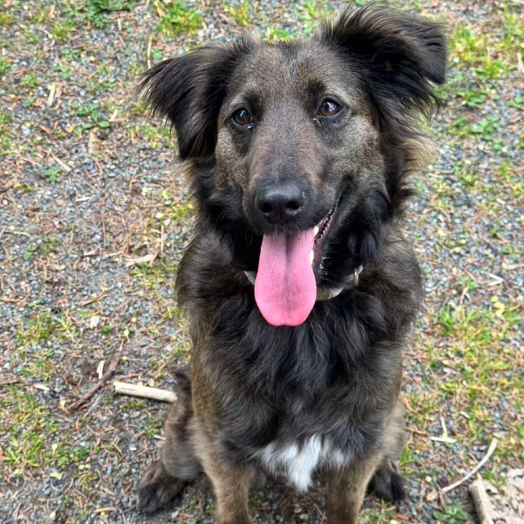 Cocoa, Adoptable, Adult Female Retriever & Mixed Breed.
