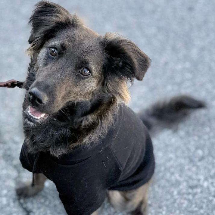 Enlarge Cocoa, a Adoptable mixed breed in Lions Bay, BC image 2/2
