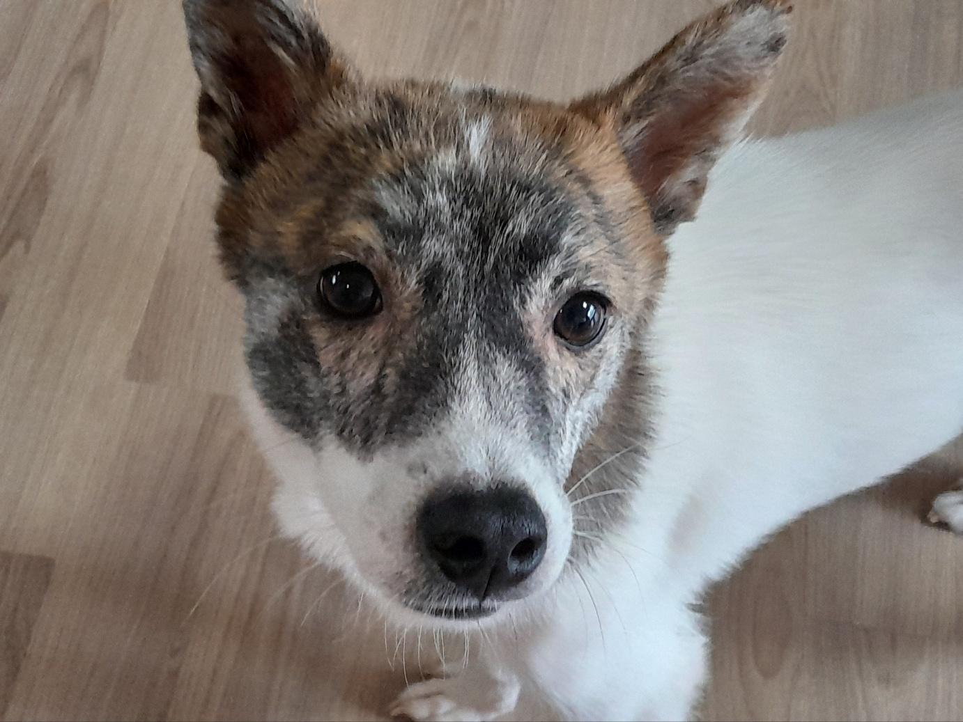 Enlarge POCKY, a ADOPTABLE mixed breed in Centreville, VA image 4/6