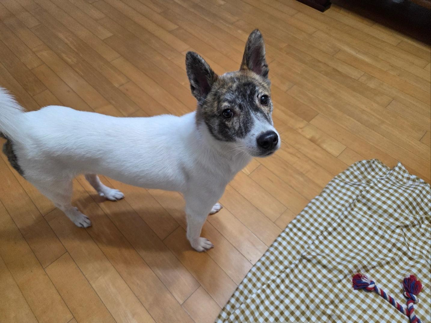 Enlarge POCKY, a ADOPTABLE mixed breed in Centreville, VA image 2/6