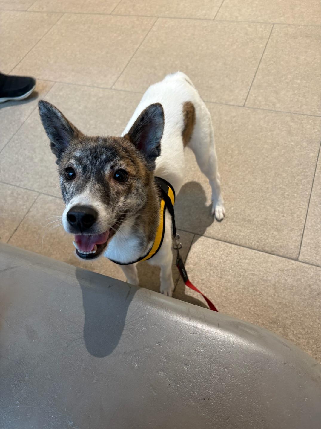 Enlarge POCKY, a ADOPTABLE mixed breed in Centreville, VA image 3/6