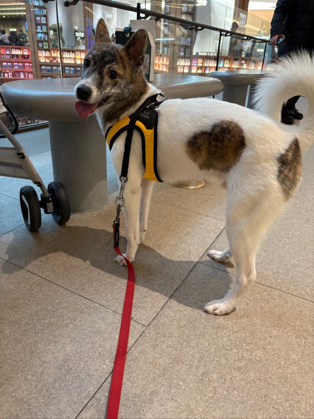 POCKY, ADOPTABLE, Young Male Terrier & Jindo.