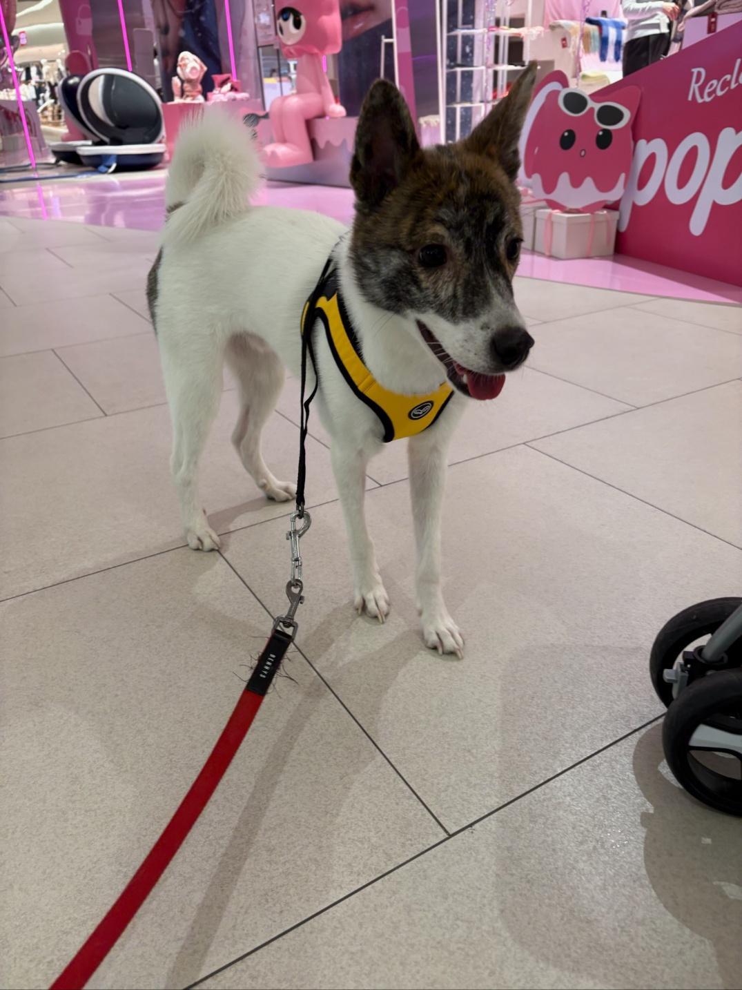 Enlarge POCKY, a ADOPTABLE mixed breed in Centreville, VA image 6/6