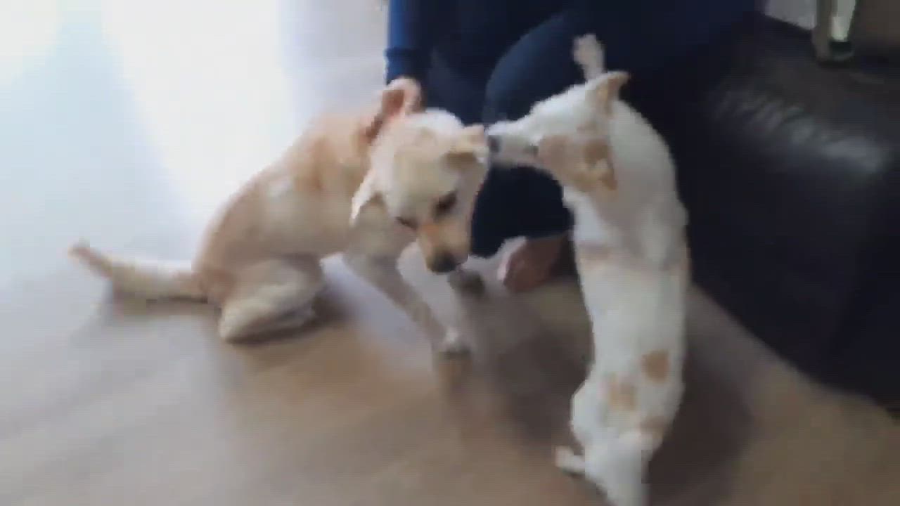 Enlarge POCKY, a ADOPTABLE mixed breed in Centreville, VA video 5/6