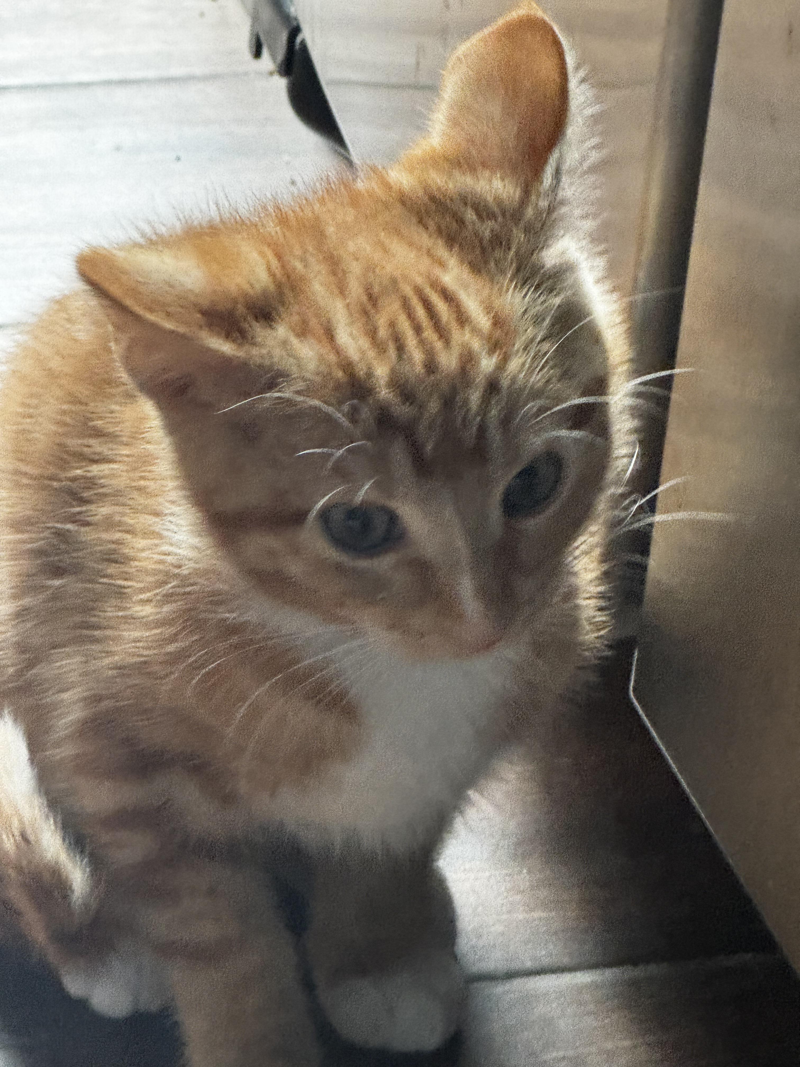 Atlas - Ready to be your world, a ADOPTABLE mixed breed in Fountain Valley, CA image 2/4