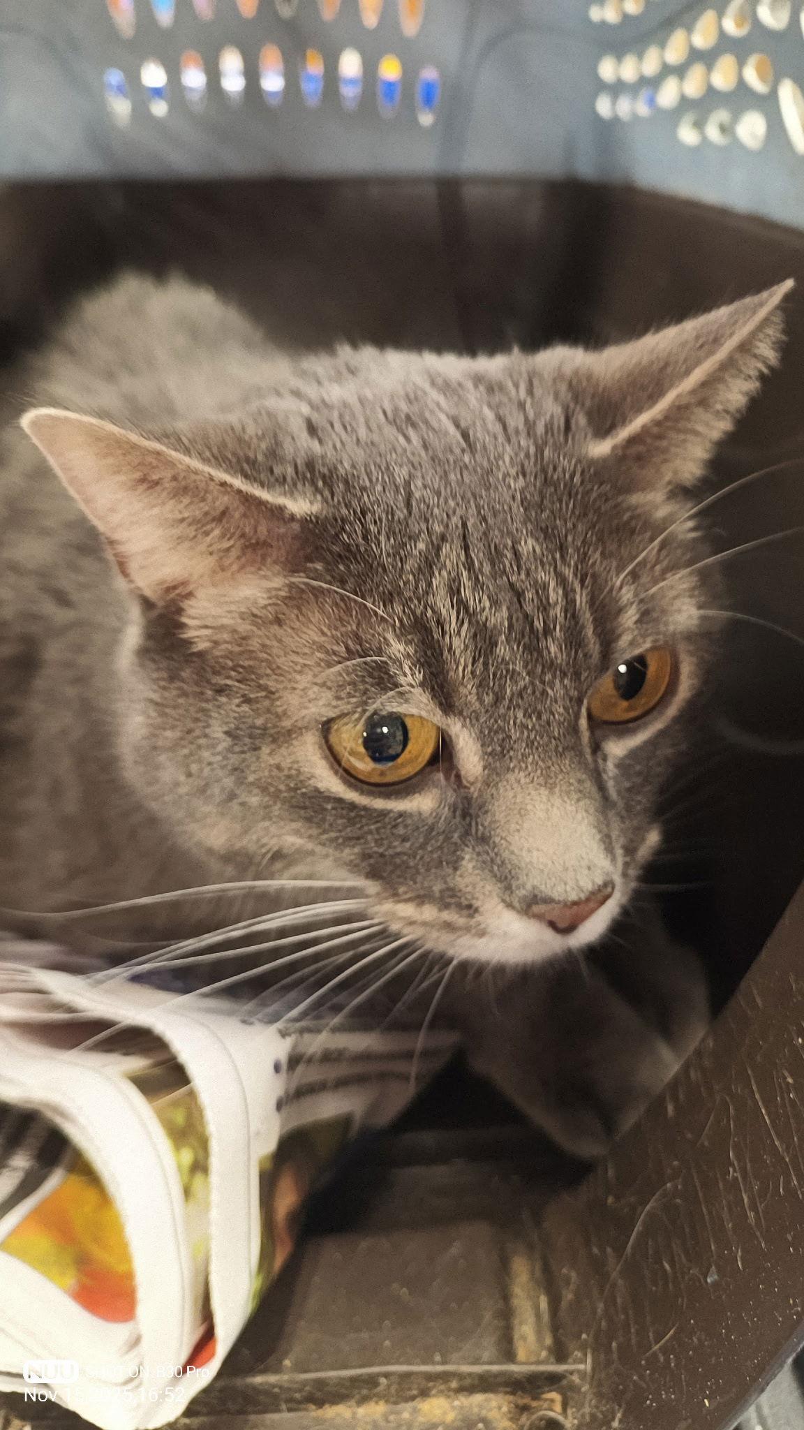 Tittles, Adoptable, Senior Female Tabby & Domestic Short Hair.