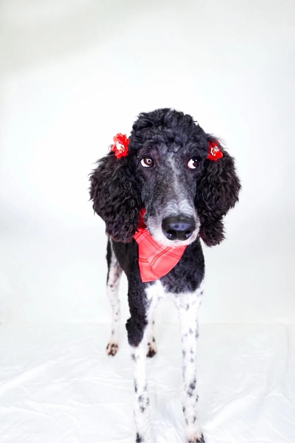Enlarge Pandora, a ADOPTABLE Standard Poodle in Bixby, OK image 1/4
