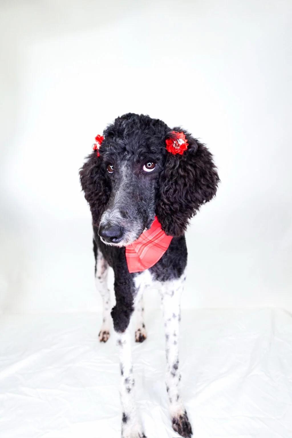 Enlarge Pandora, a ADOPTABLE Standard Poodle in Bixby, OK image 3/4