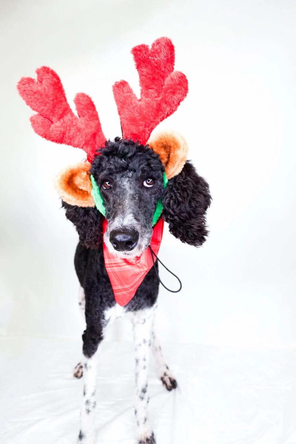 Enlarge Pandora, a ADOPTABLE Standard Poodle in Bixby, OK image 4/4
