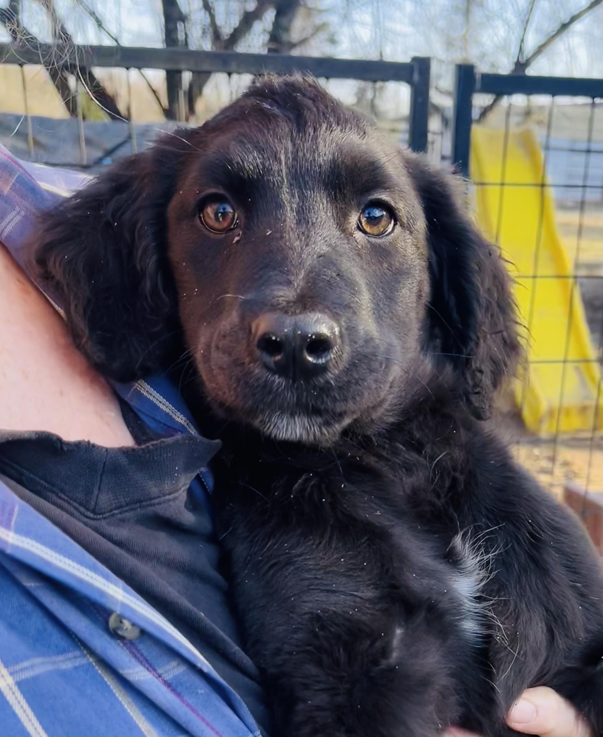Maya, Adoptable, Puppy Female Labradoodle & Black Labrador Retriever.