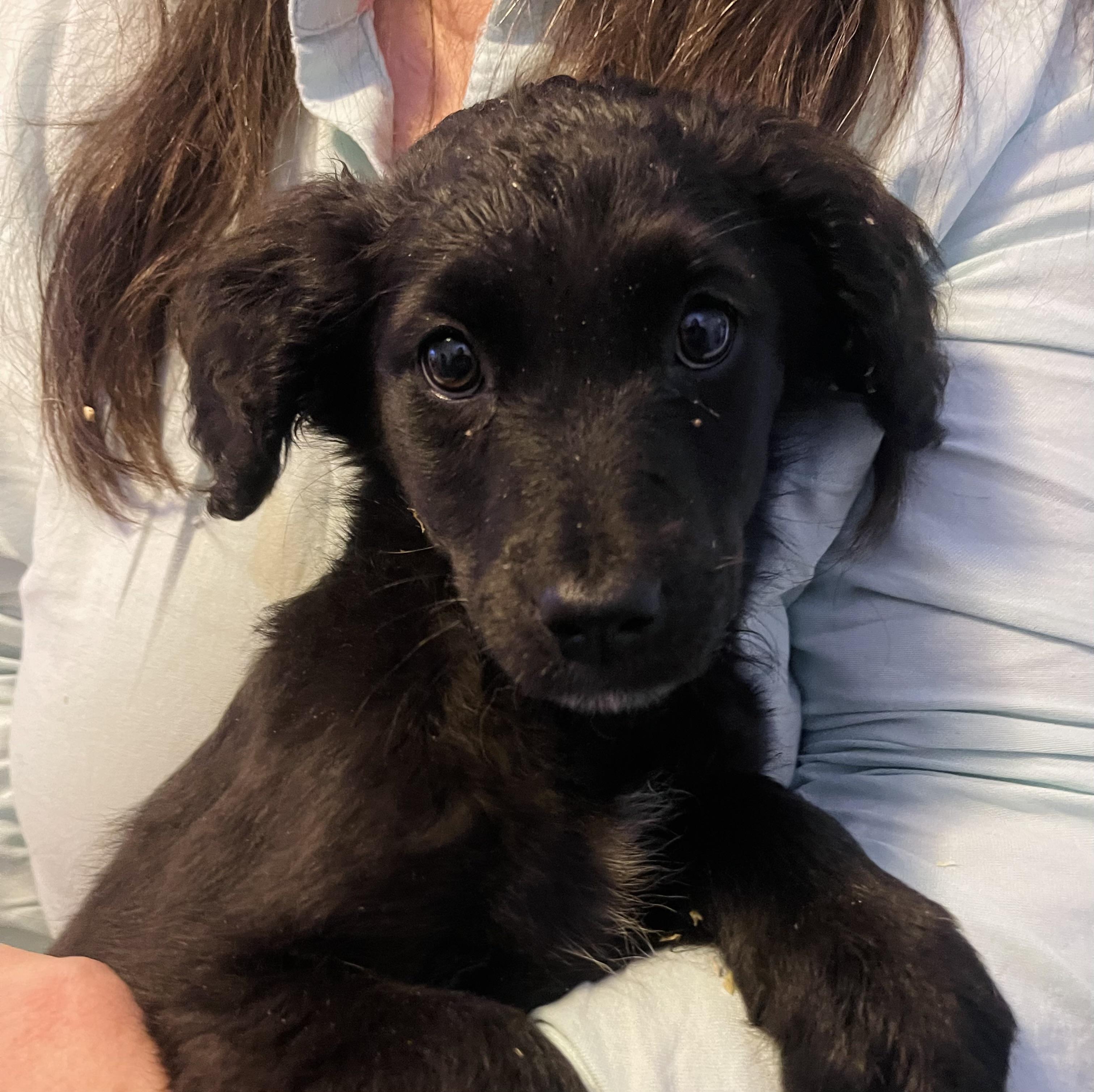 Enlarge Maya, a Adoptable mixed breed in Winter, WI image 1/1