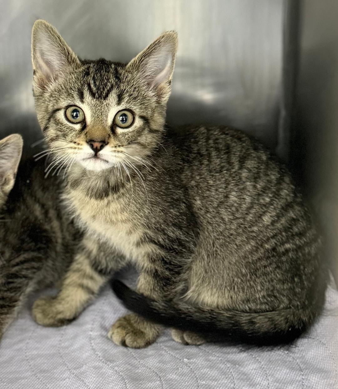 George Bailey , a ADOPTABLE Domestic Short Hair in Mount Vernon, OH image 2/2