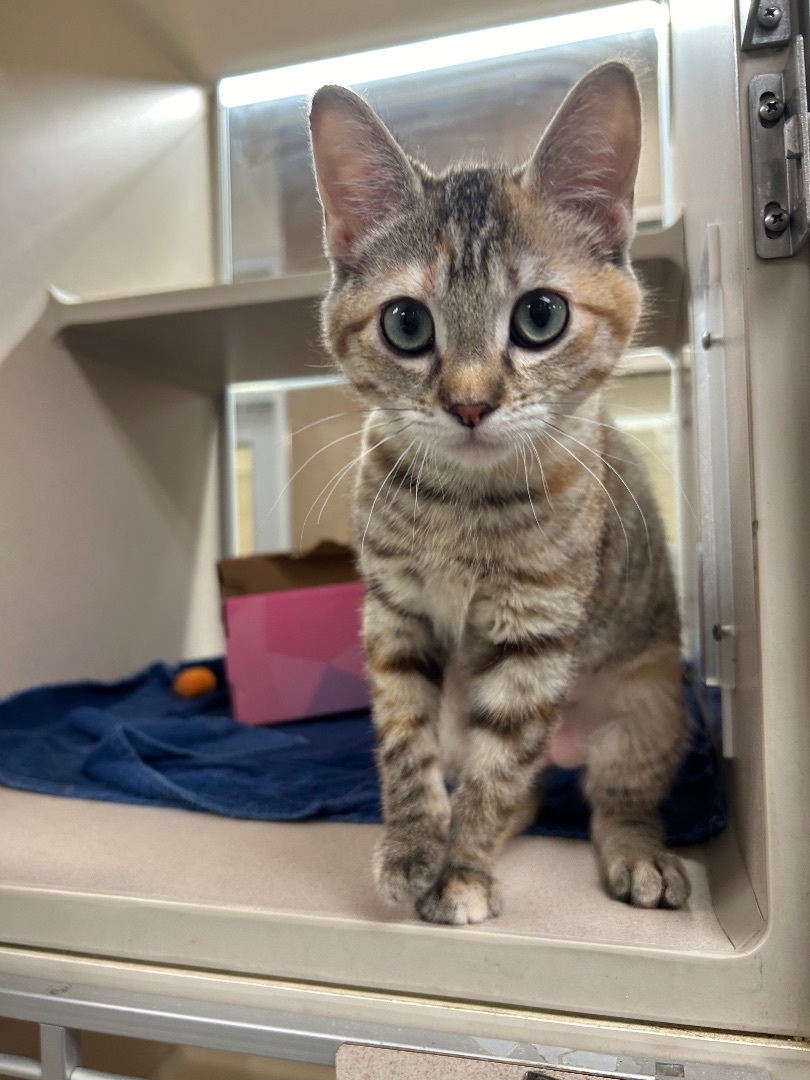 Astrid, Adopted, Kitten Female Domestic Short Hair.