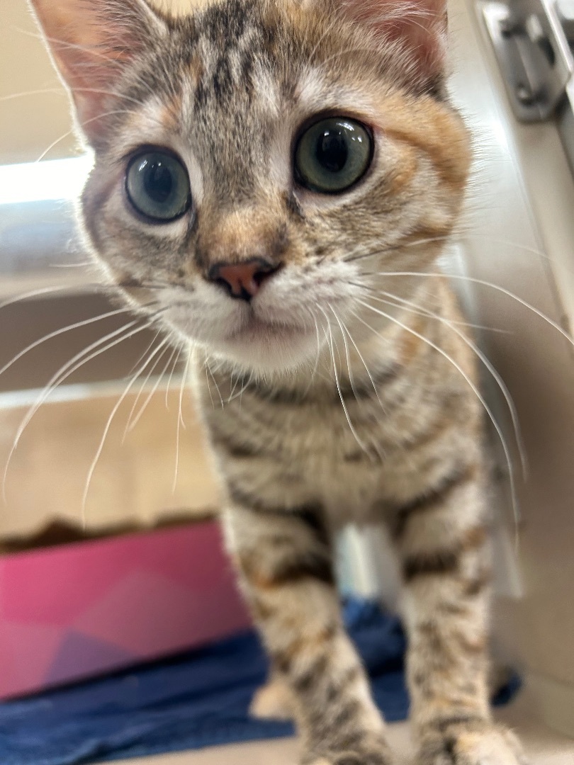 Enlarge Astrid, a Adopted Domestic Short Hair in Lincoln, NE image 2/4