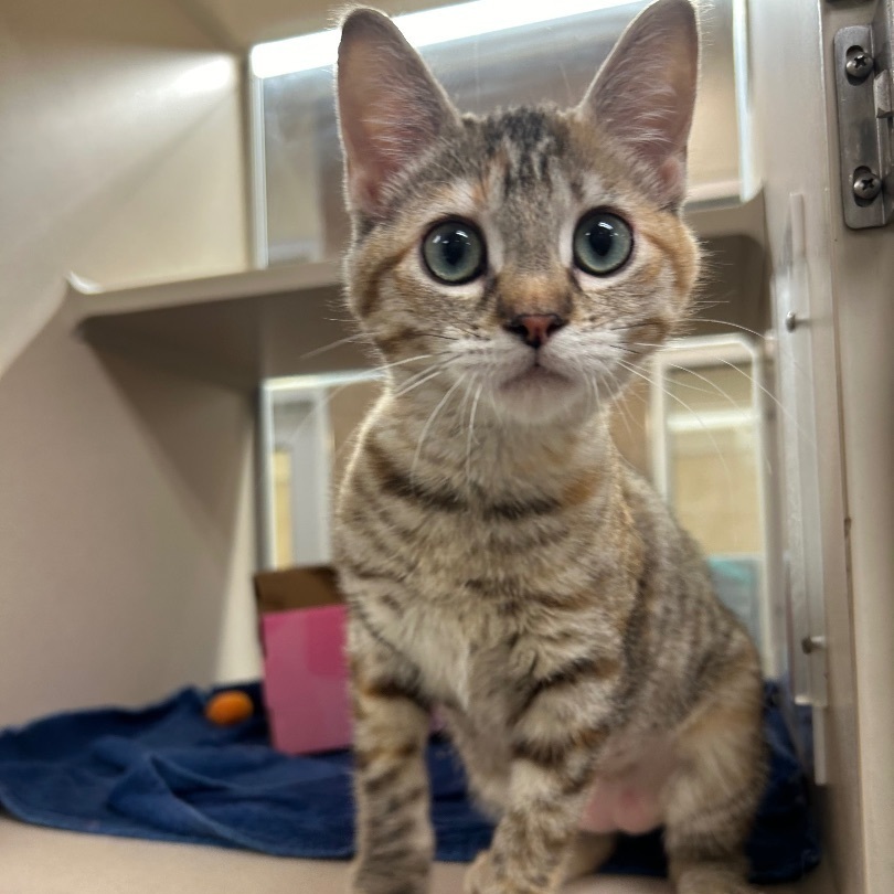 Enlarge Astrid, a Adopted Domestic Short Hair in Lincoln, NE image 3/4