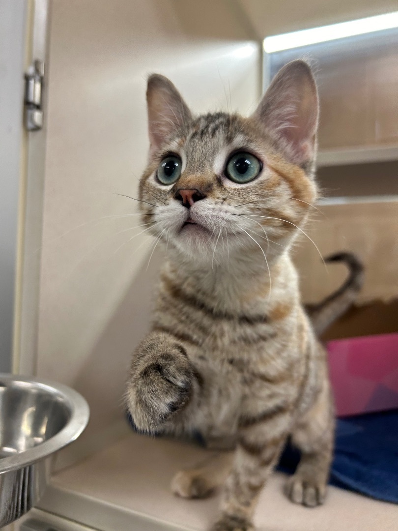 Enlarge Astrid, a Adopted Domestic Short Hair in Lincoln, NE image 4/4