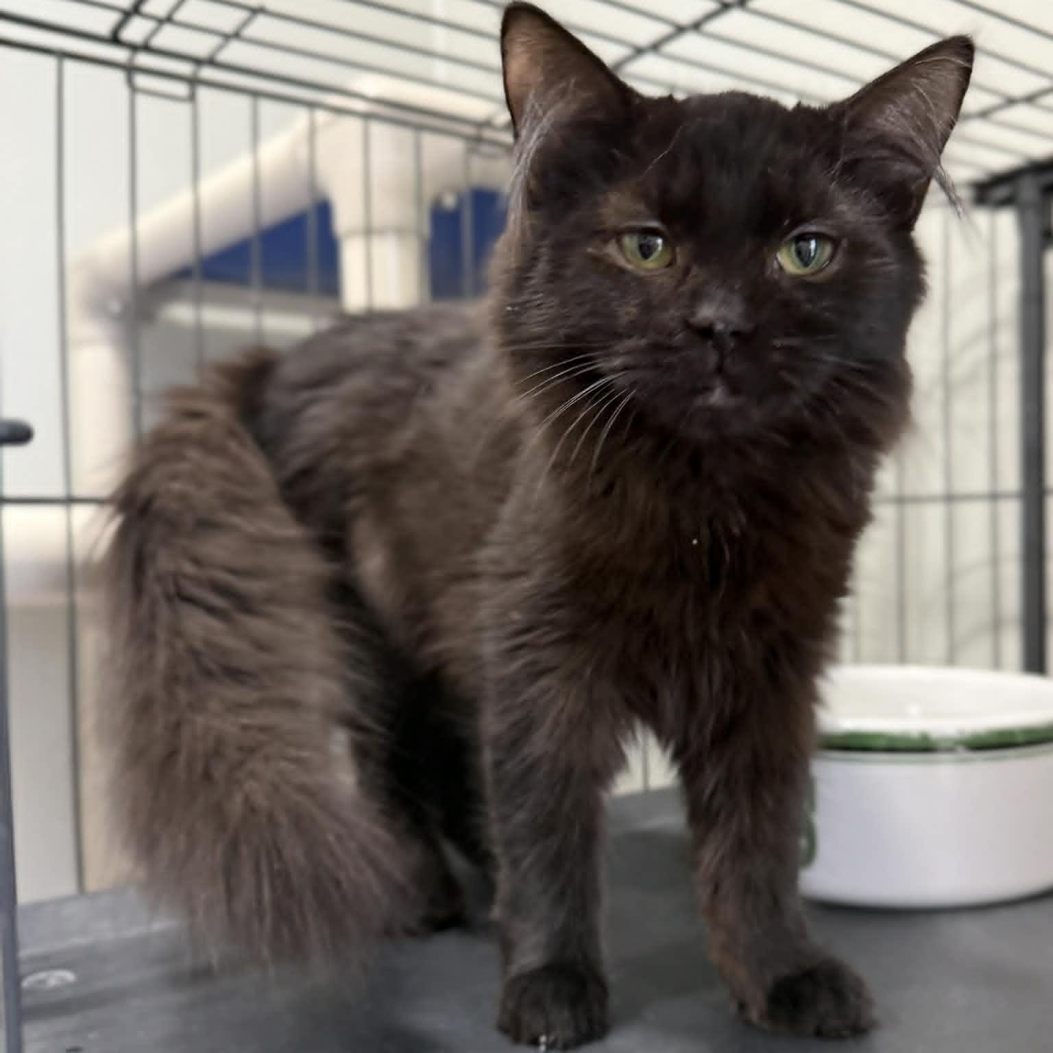 Enlarge Wendys, a ADOPTABLE mixed breed in Penn Yan, NY image 3/3