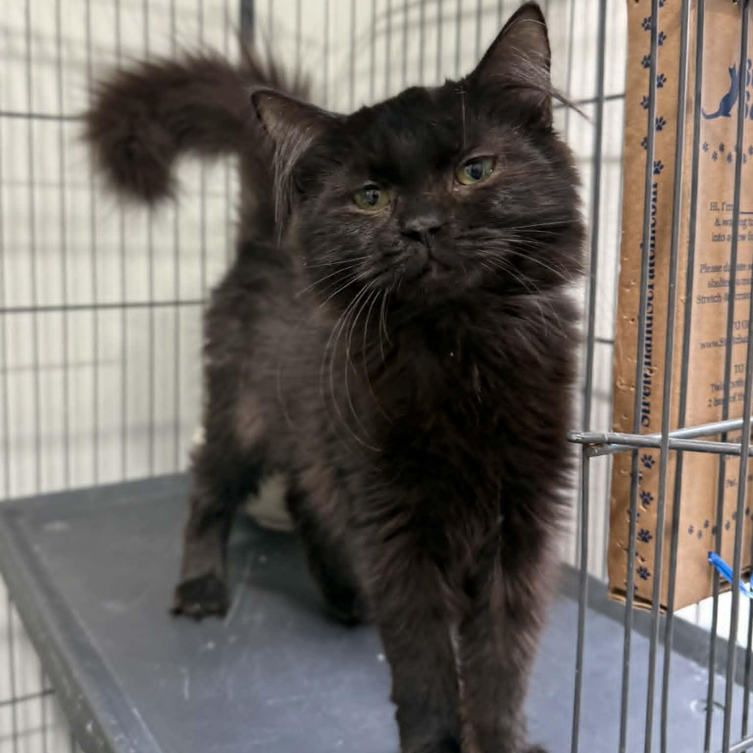 Enlarge Wendys, a ADOPTABLE mixed breed in Penn Yan, NY image 2/3
