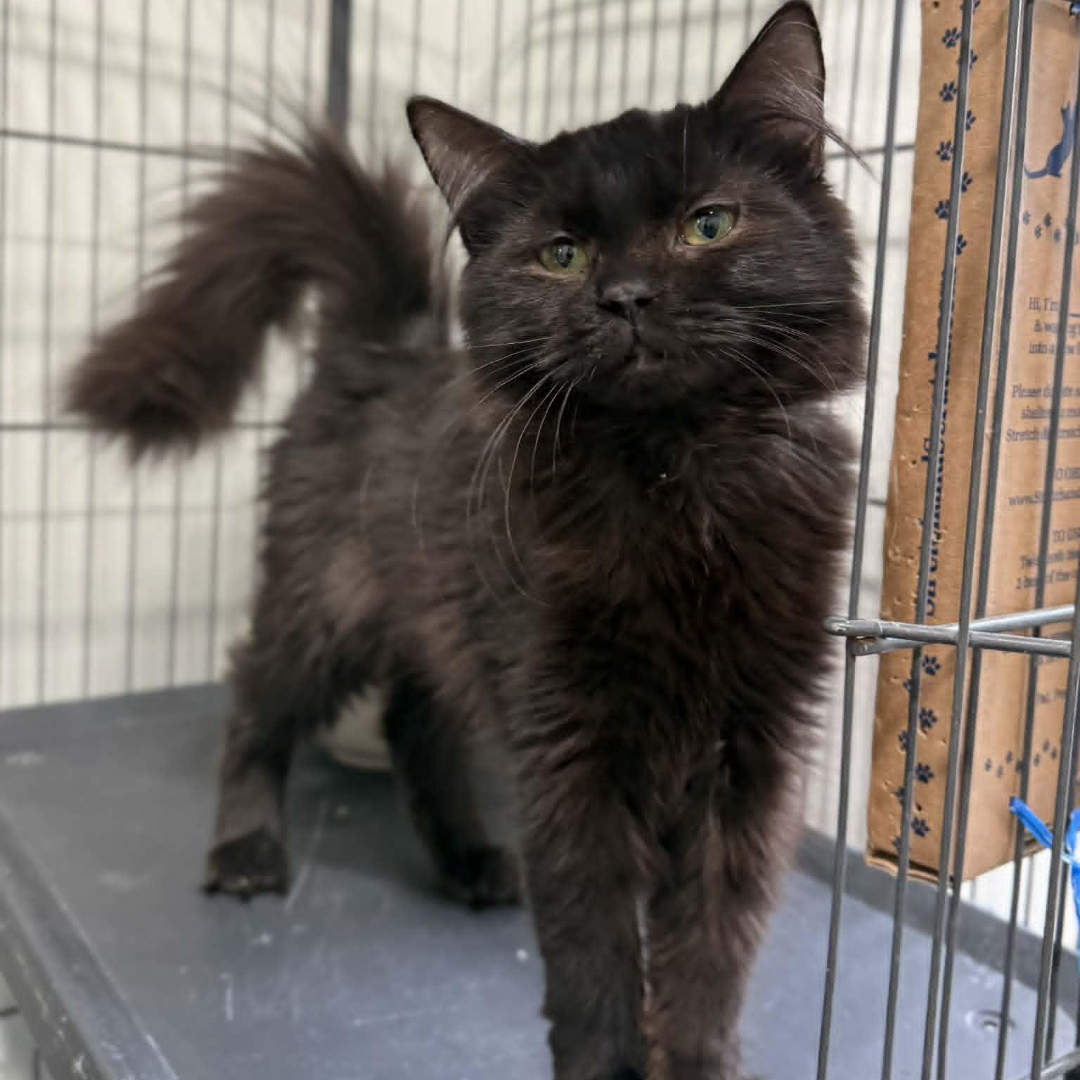 Wendys, ADOPTABLE, Kitten Female Domestic Long Hair & Maine Coon.