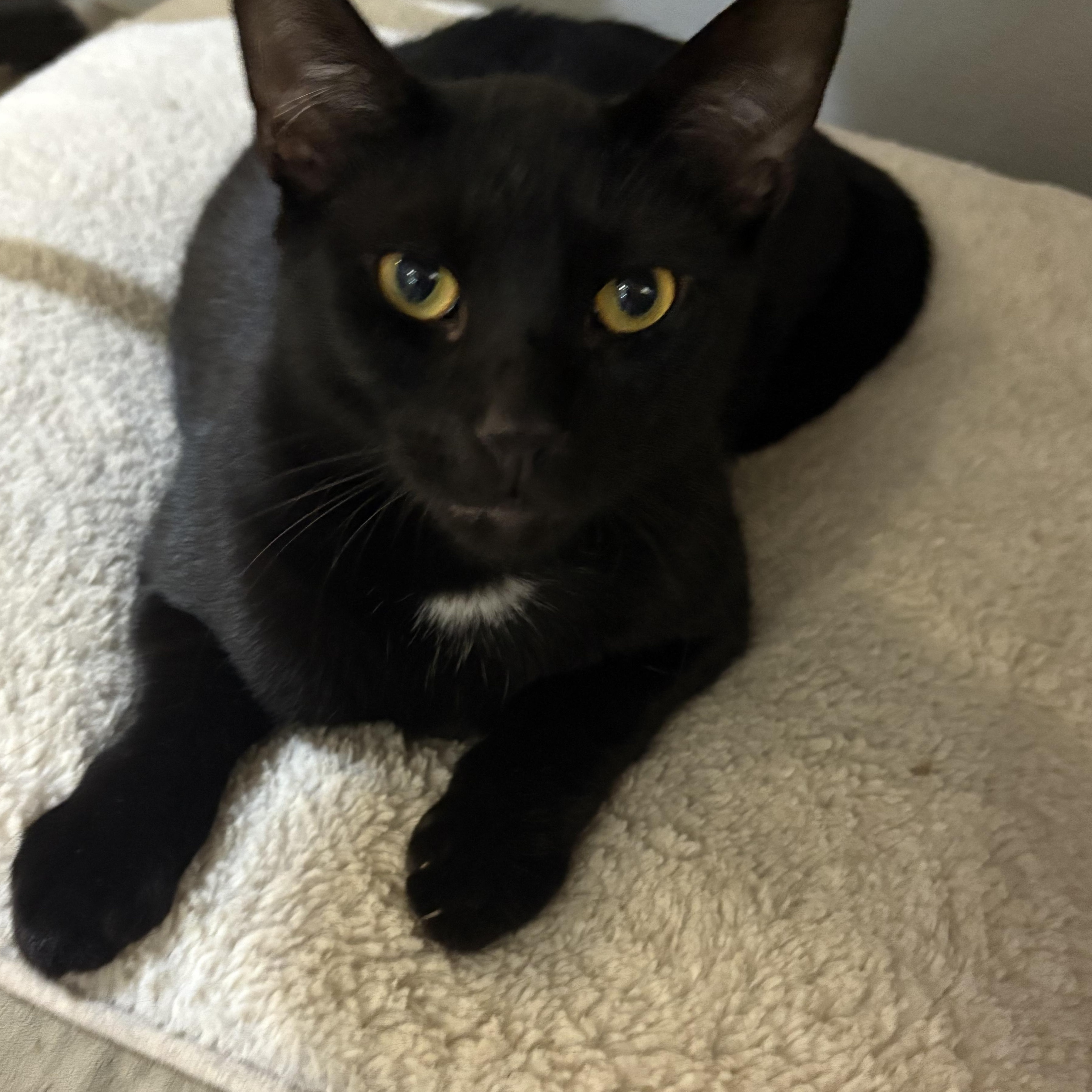 Malbec, a Adoptable Domestic Short Hair in Wantagh, NY image 2/3