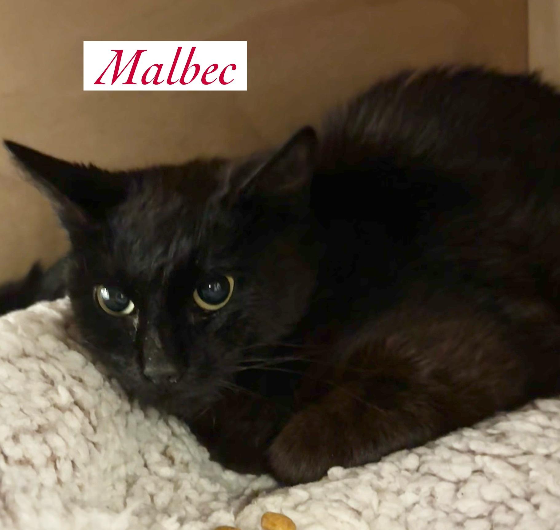 Malbec, a Adoptable Domestic Short Hair in Wantagh, NY image 3/3