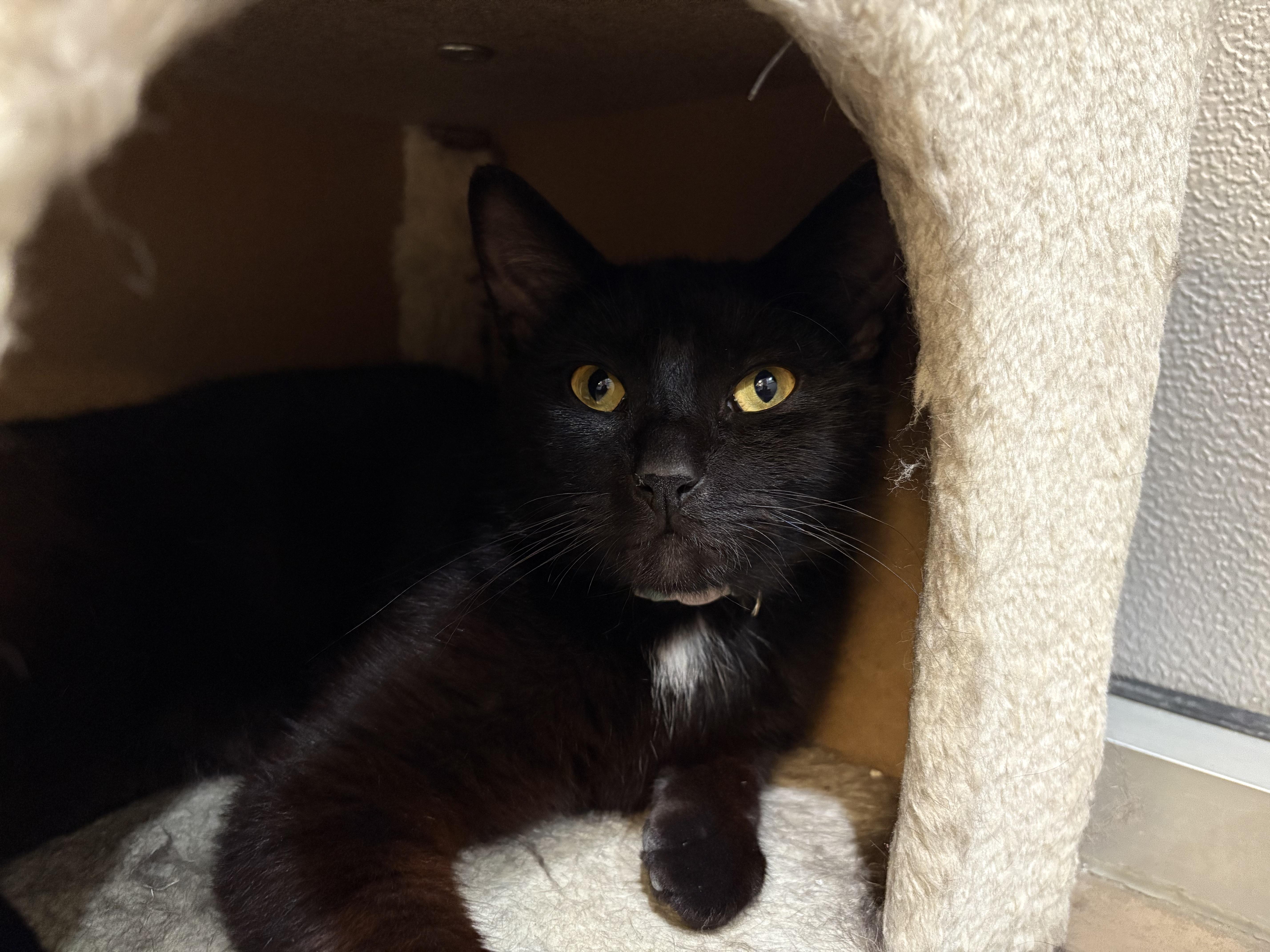 Malbec, a Adoptable Domestic Short Hair in Wantagh, NY image 1/3