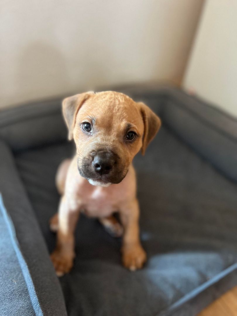 Enlarge Bonjo, a Adopted mixed breed in Brattleboro, VT image 1/11