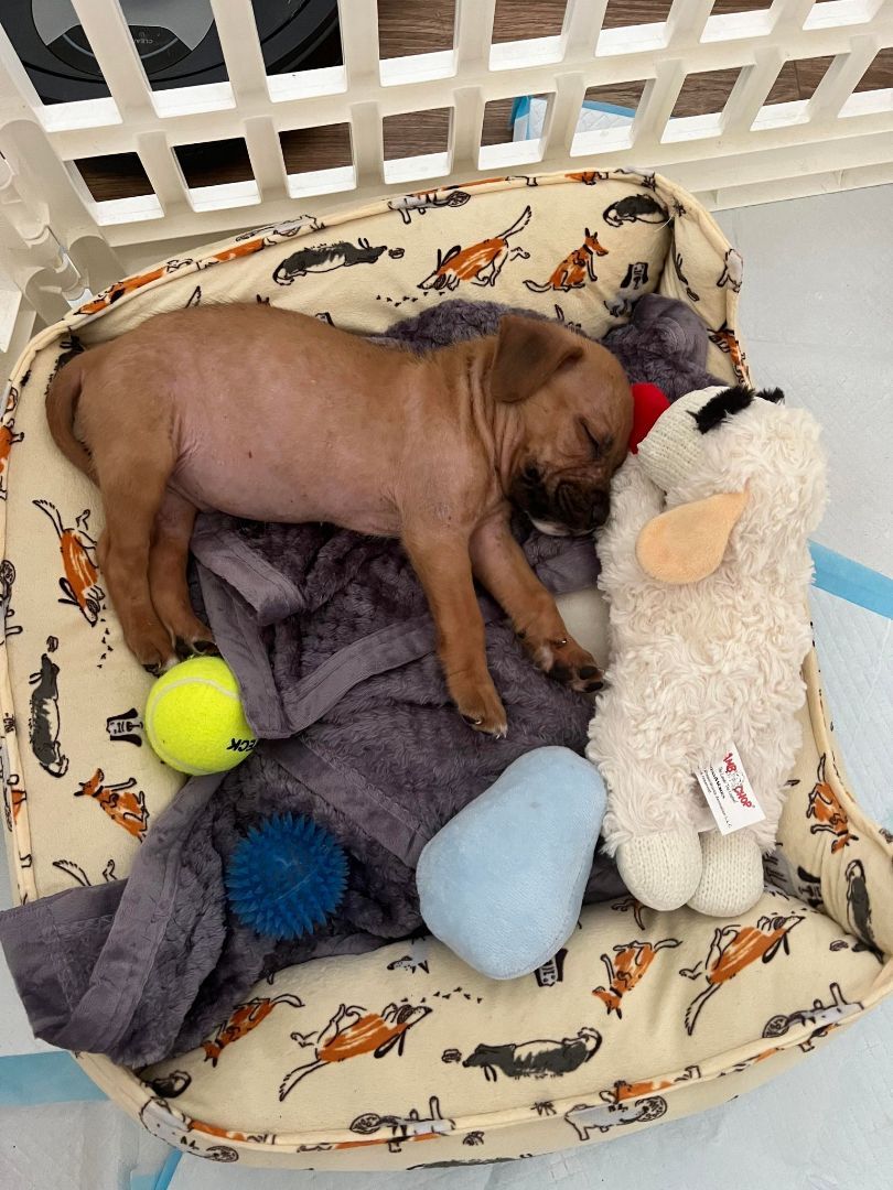 Enlarge Bonjo, a Adopted mixed breed in Brattleboro, VT image 2/11