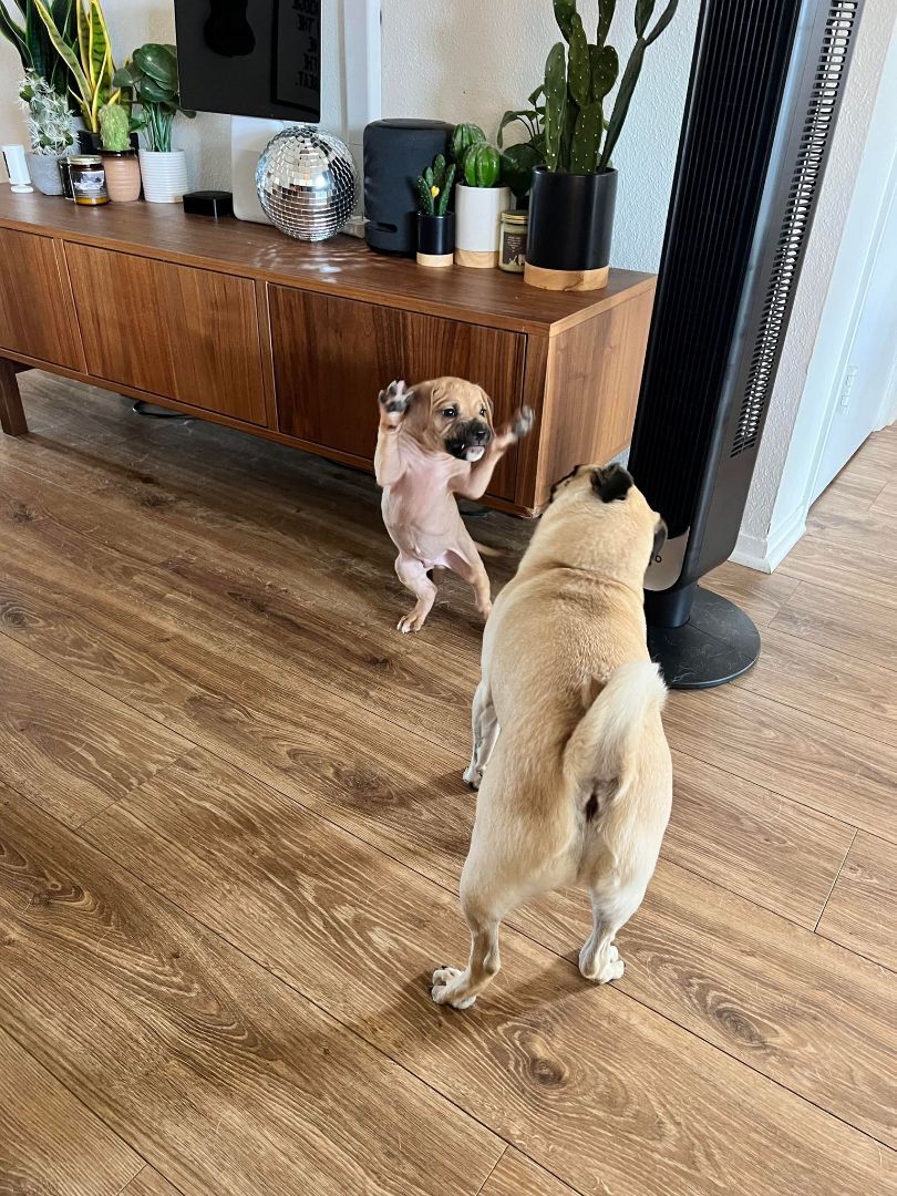 Enlarge Bonjo, a Adopted mixed breed in Brattleboro, VT image 3/11