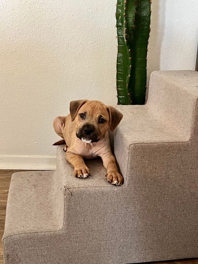 Enlarge Bonjo, a Adopted mixed breed in Brattleboro, VT image 4/11