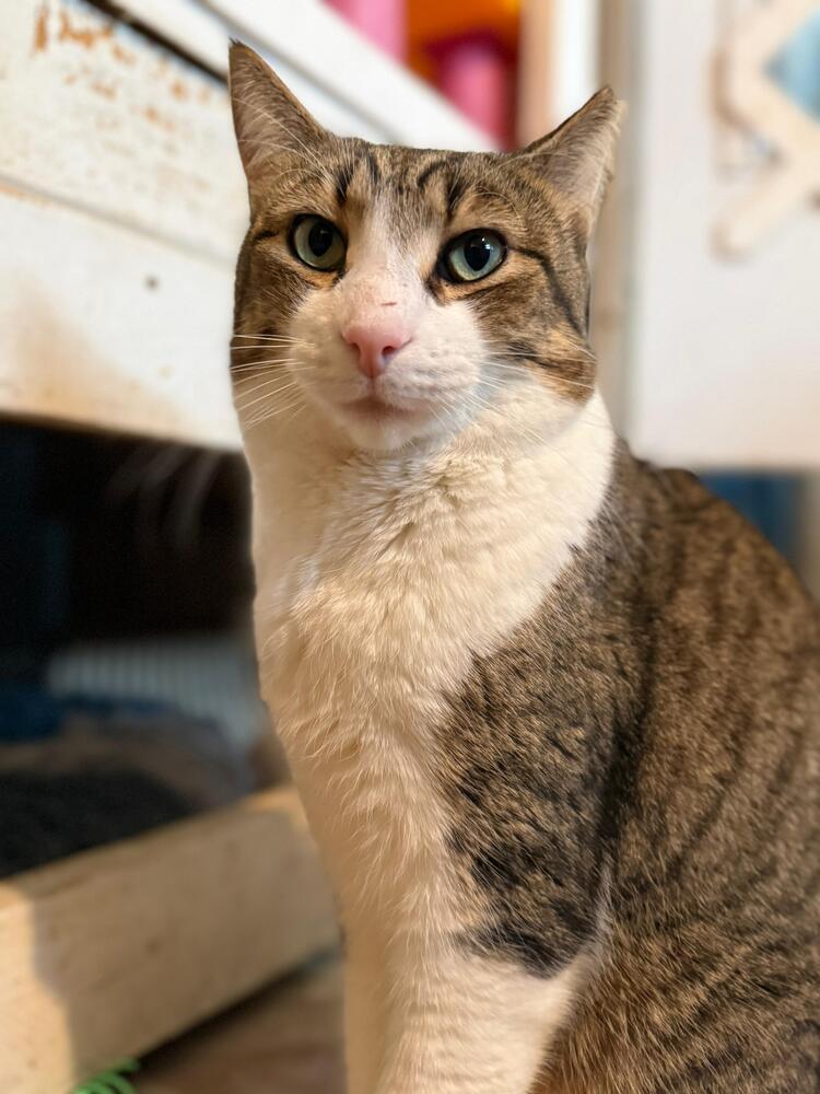 Bubba, Adoptable, Adult Male Domestic Short Hair.